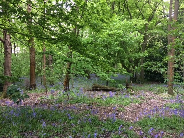 St Julian's Wood